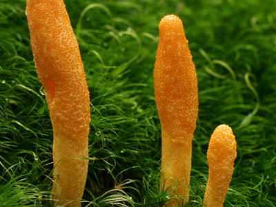 Cordyceps