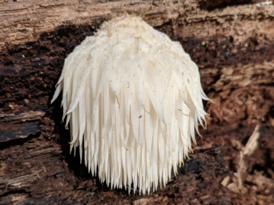 Lion’s Mane