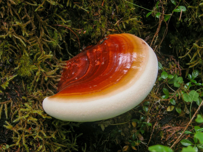 Reishi