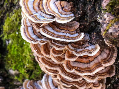 Turkey Tail